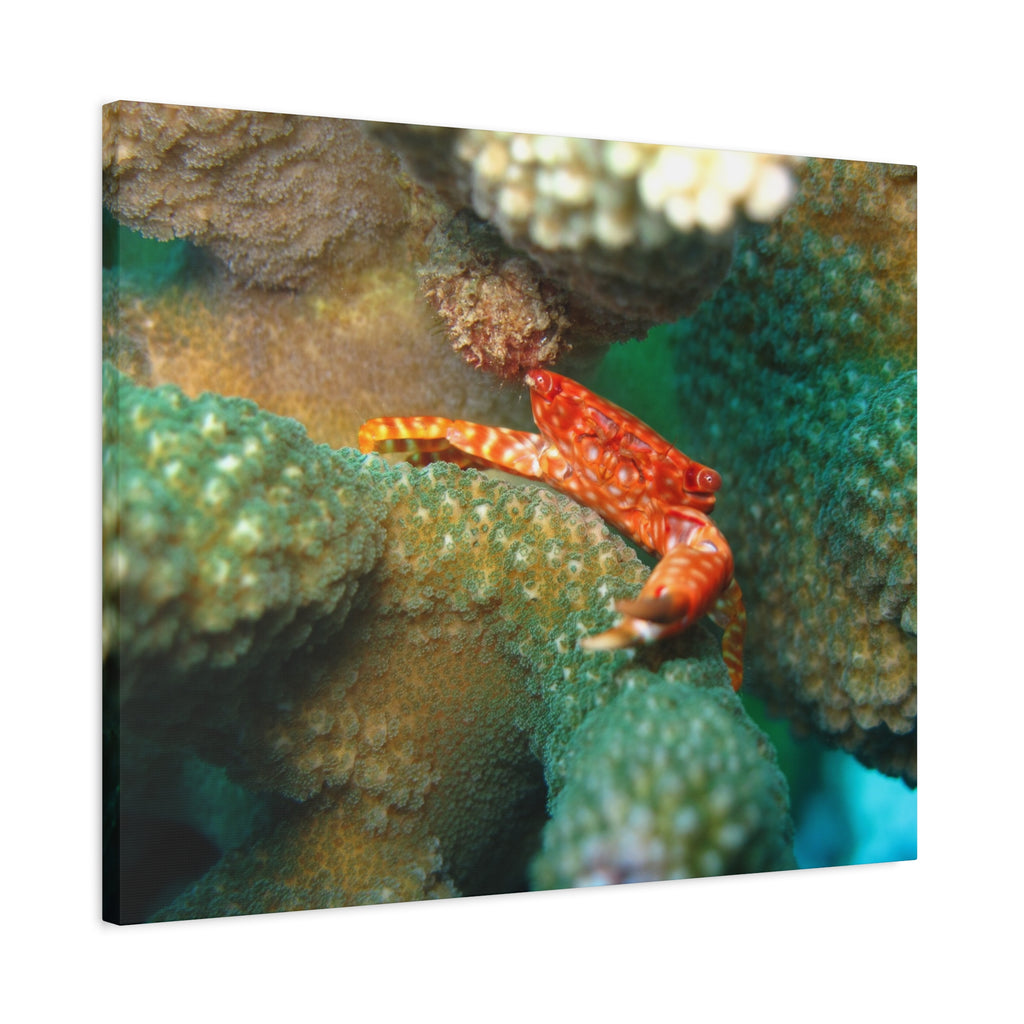 Coral Reef Crab Matte Canvas Print — Underwater Marine Wall Art