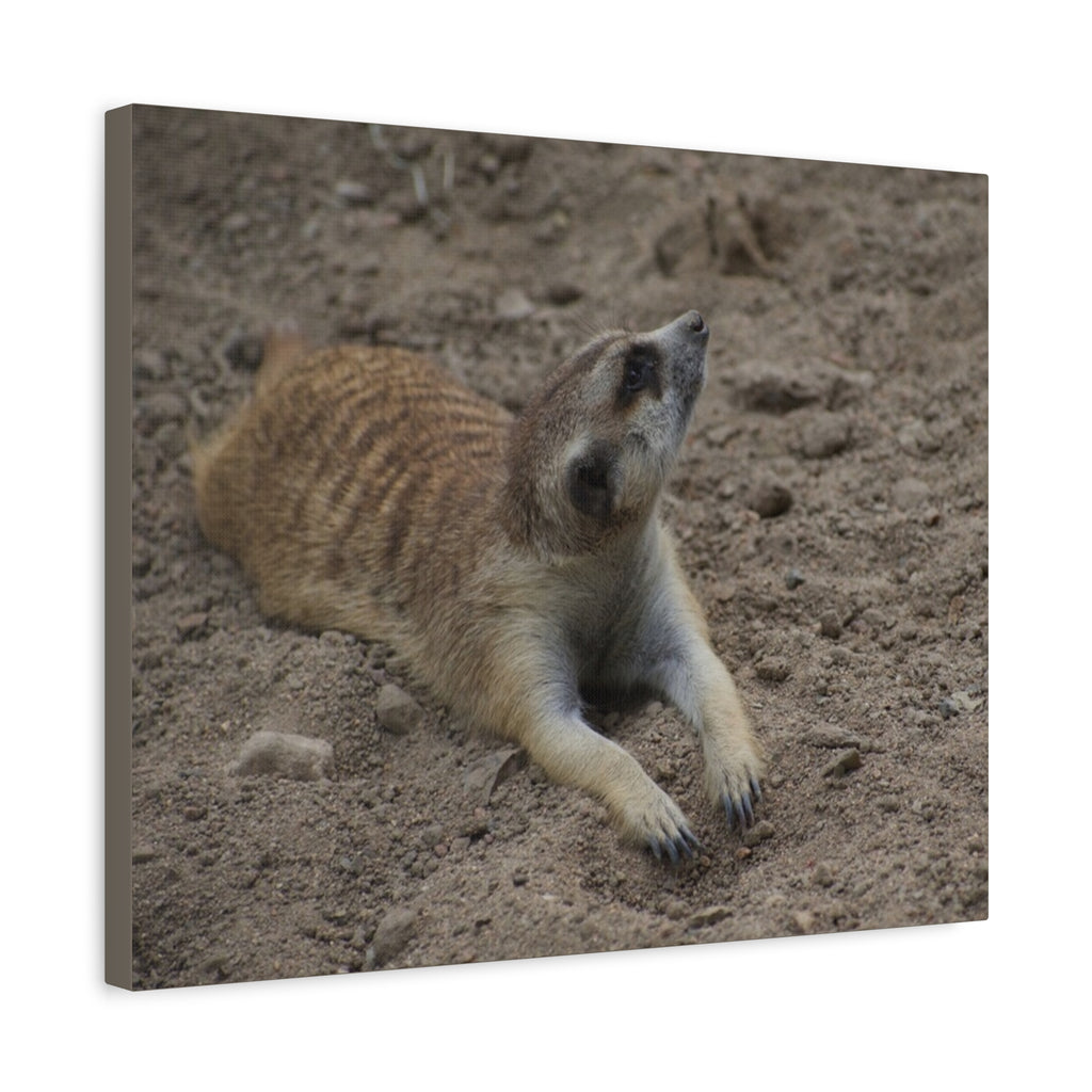 Meerkat Stretch Canvas Wall Art – Relaxed Desert Wildlife Print