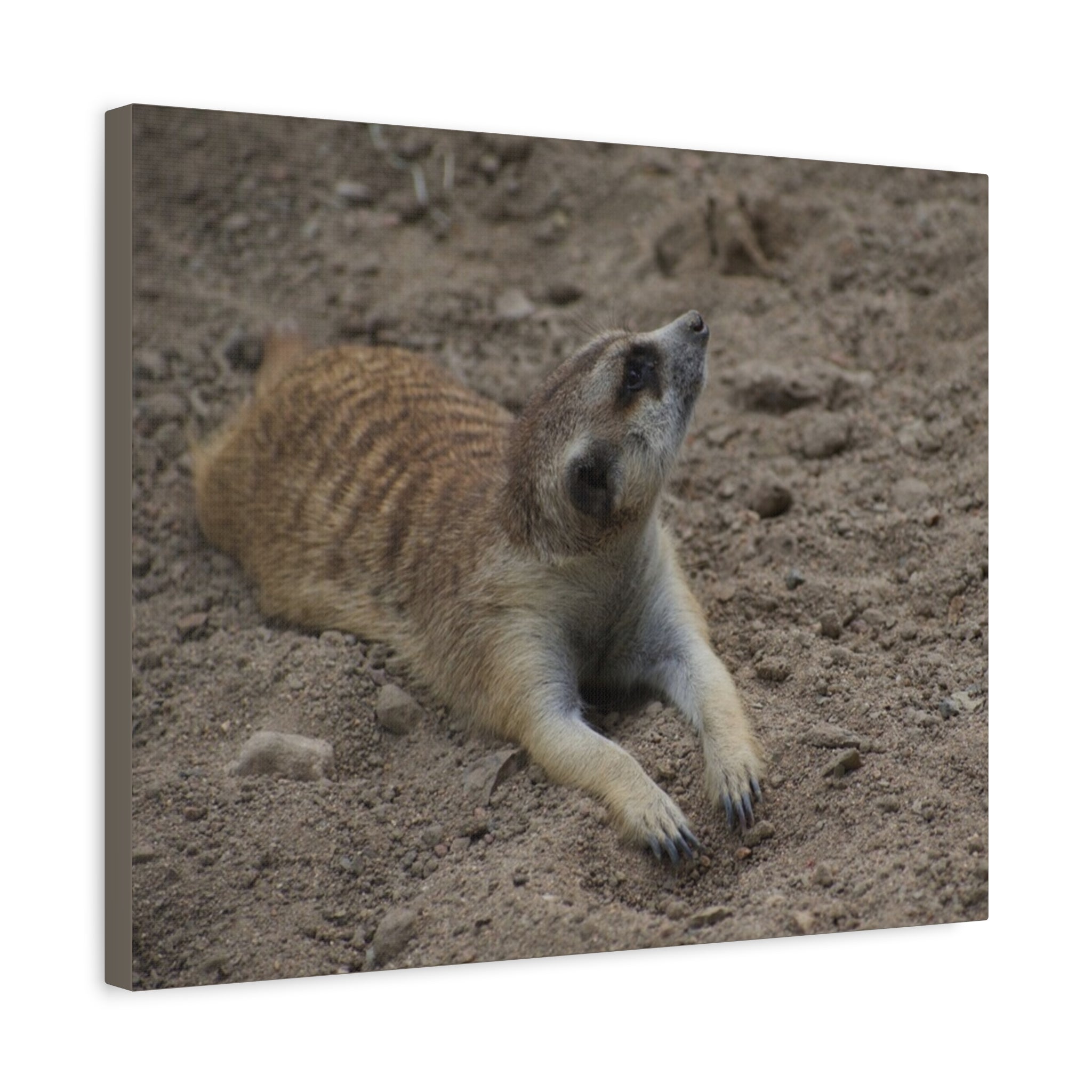 Meerkat Stretch Canvas Wall Art – Relaxed Desert Wildlife Print