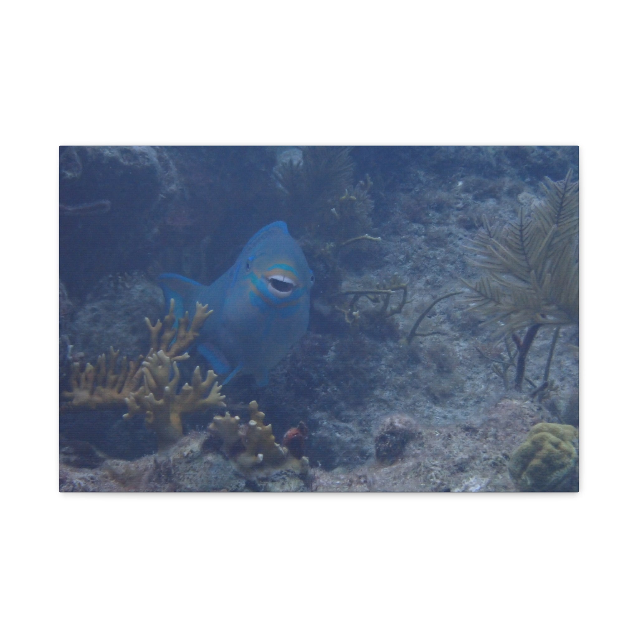 Underwater Parrotfish Canvas Print — Tropical Reef Wall Art