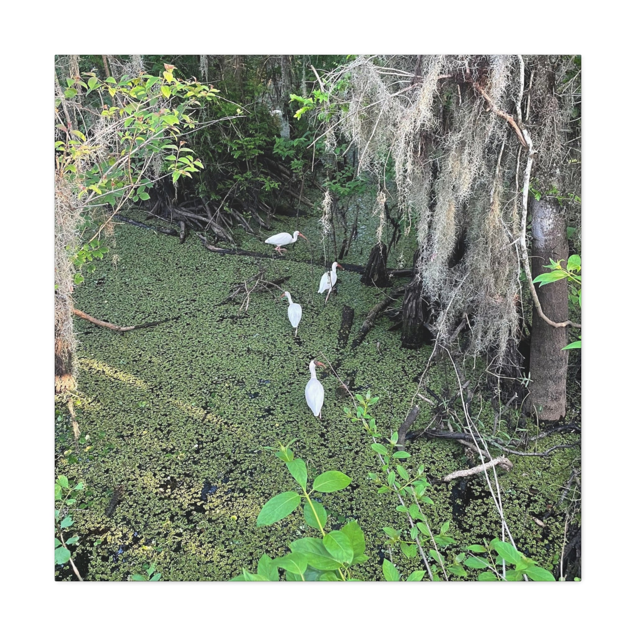 Swamp Egrets Canvas Print — Matte Stretched Nature Wall Art