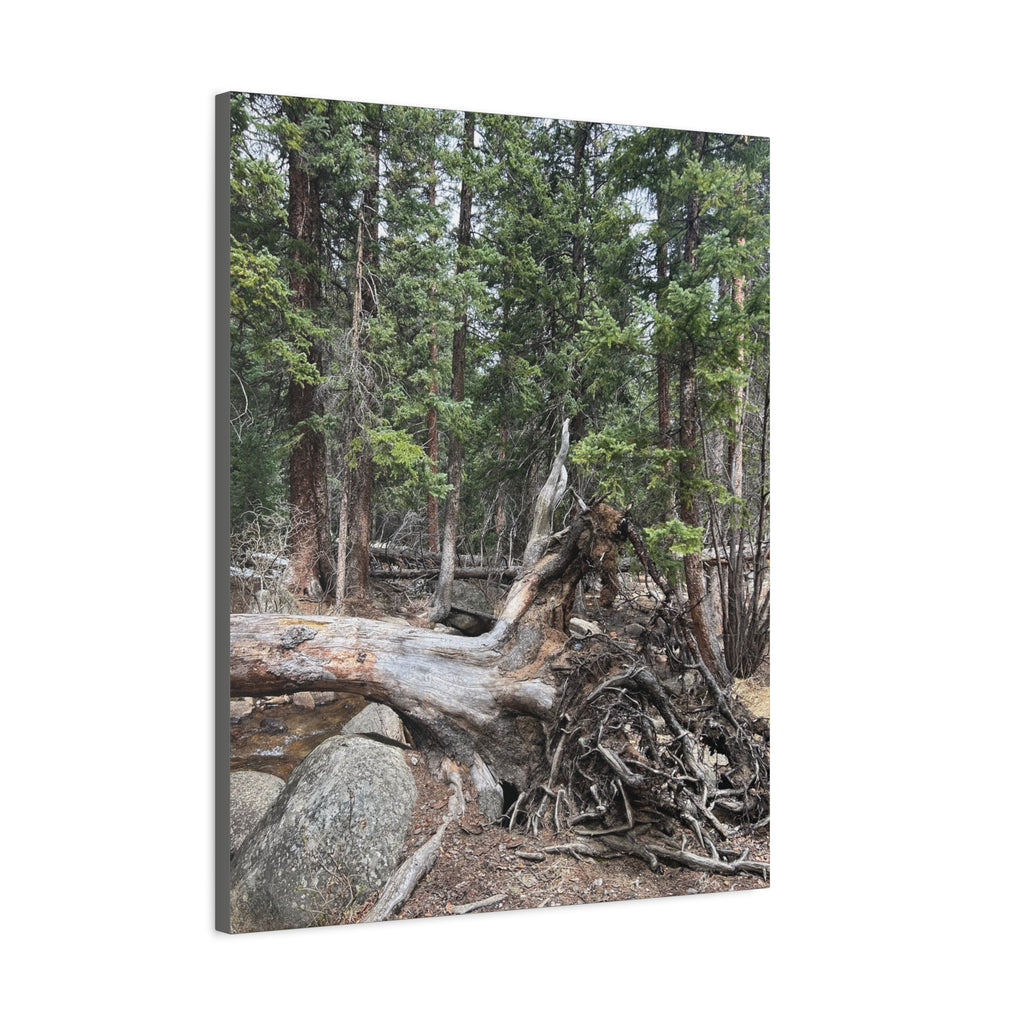 Forest Rootscape Matte Canvas Print — Stretched Wall Art