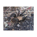 Tarantula Canvas Print — Matte Stretched Wall Art