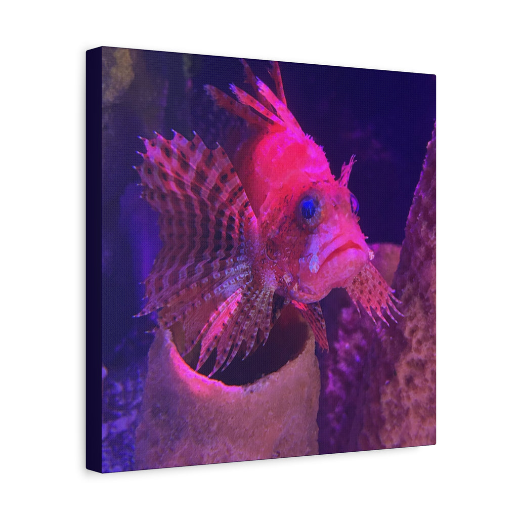 Fuzzy Dwarf Lionfish Canvas Print — Vibrant Marine Wall Art (1.25" Stretched)