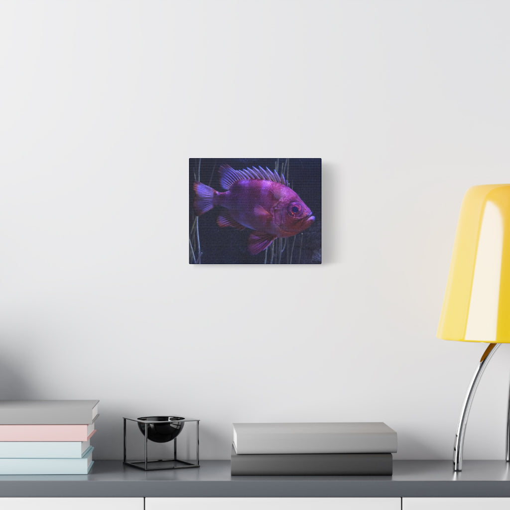 Popeye Catalufa Canvas Print — Vibrant Ocean Wall Art