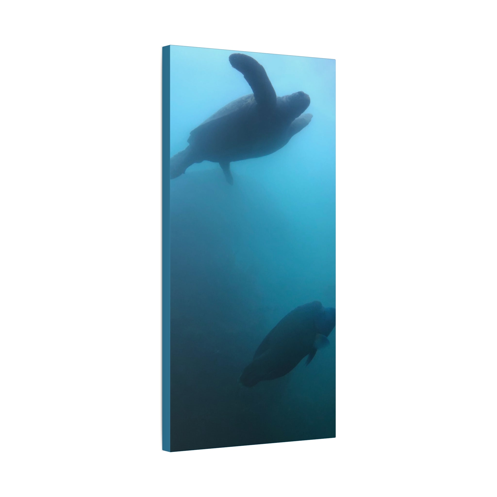 Sea Turtle and Humphead Wrasse Ocean Canvas Wall Art — Matte Stretched 1.25"