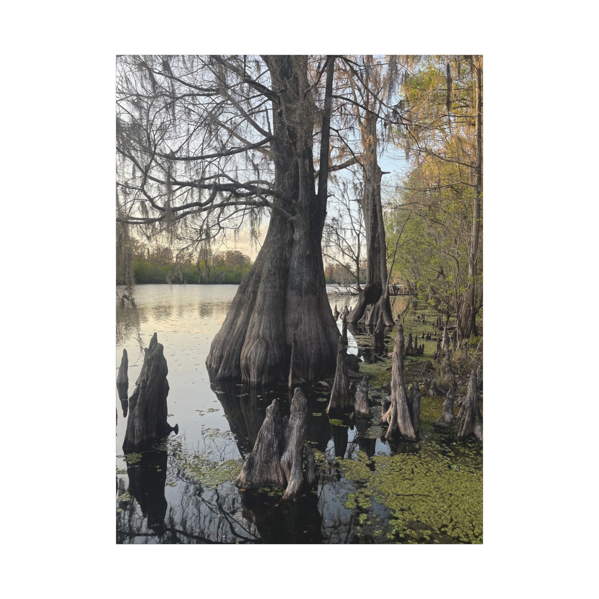 Swamp Matte Stretched Canvas