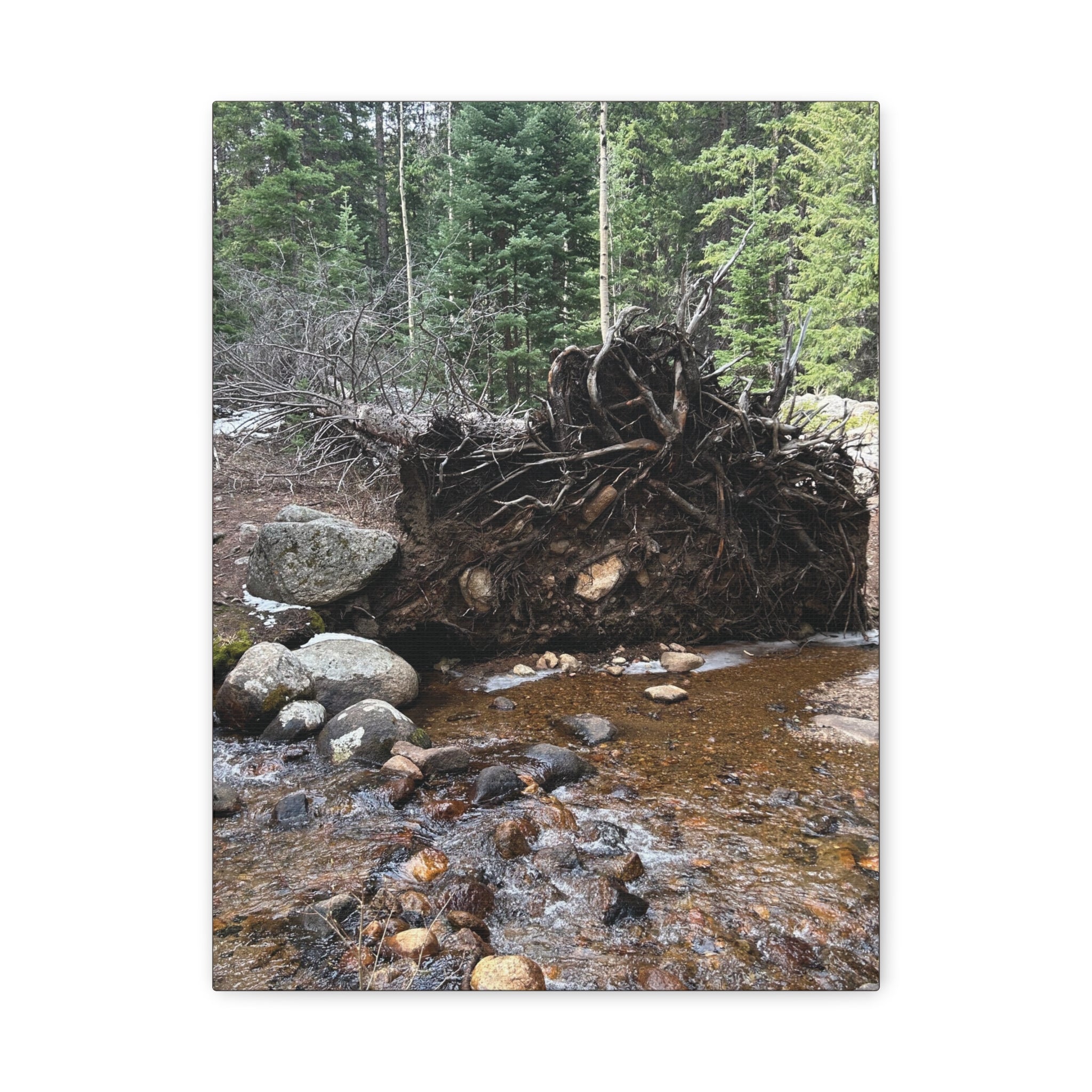 Riverbank Forest Canvas Print – Matte Stretched Wall Art (1.25")