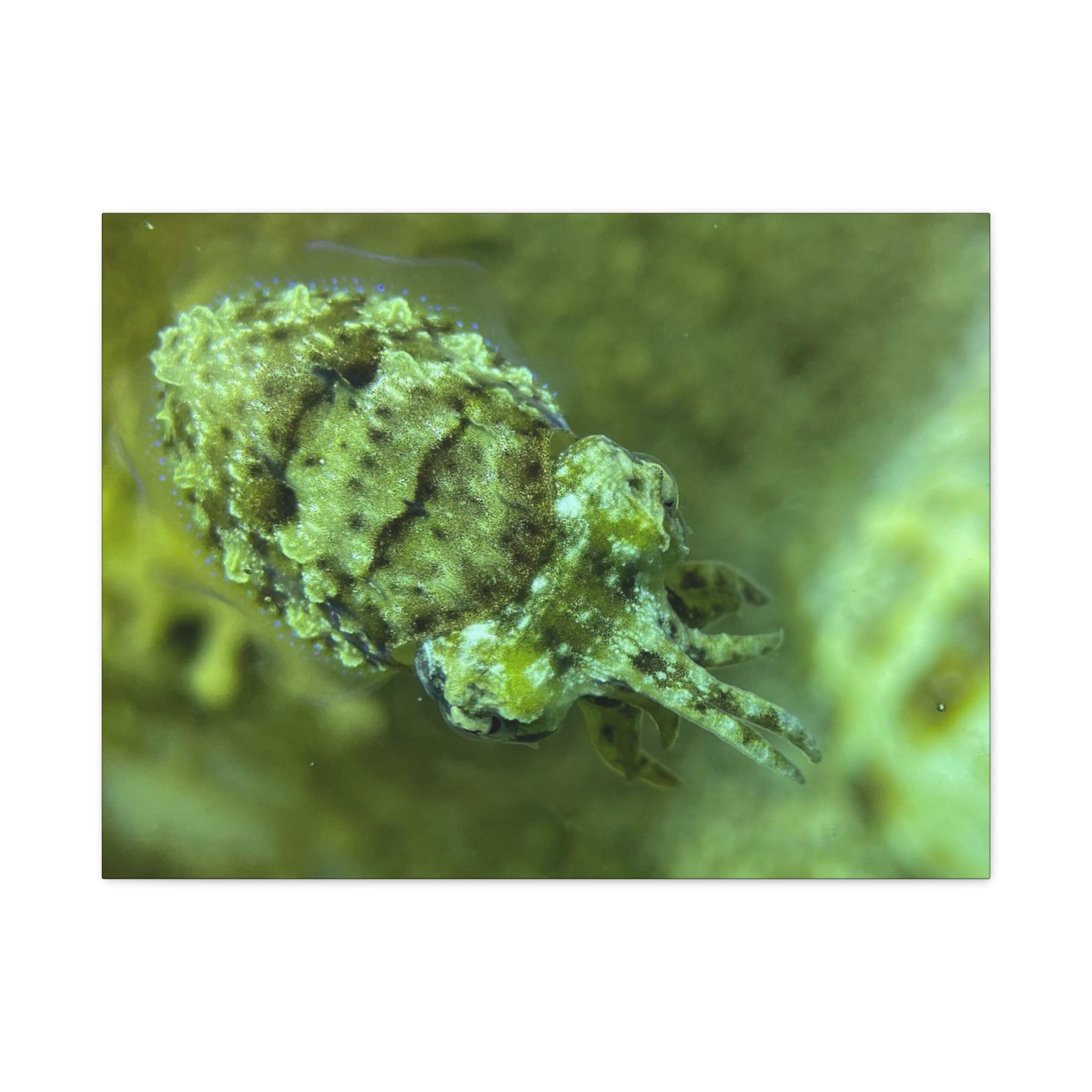 Dwarf Cuttlefish Canvas Print — Matte Stretched Sea Life Wall Art