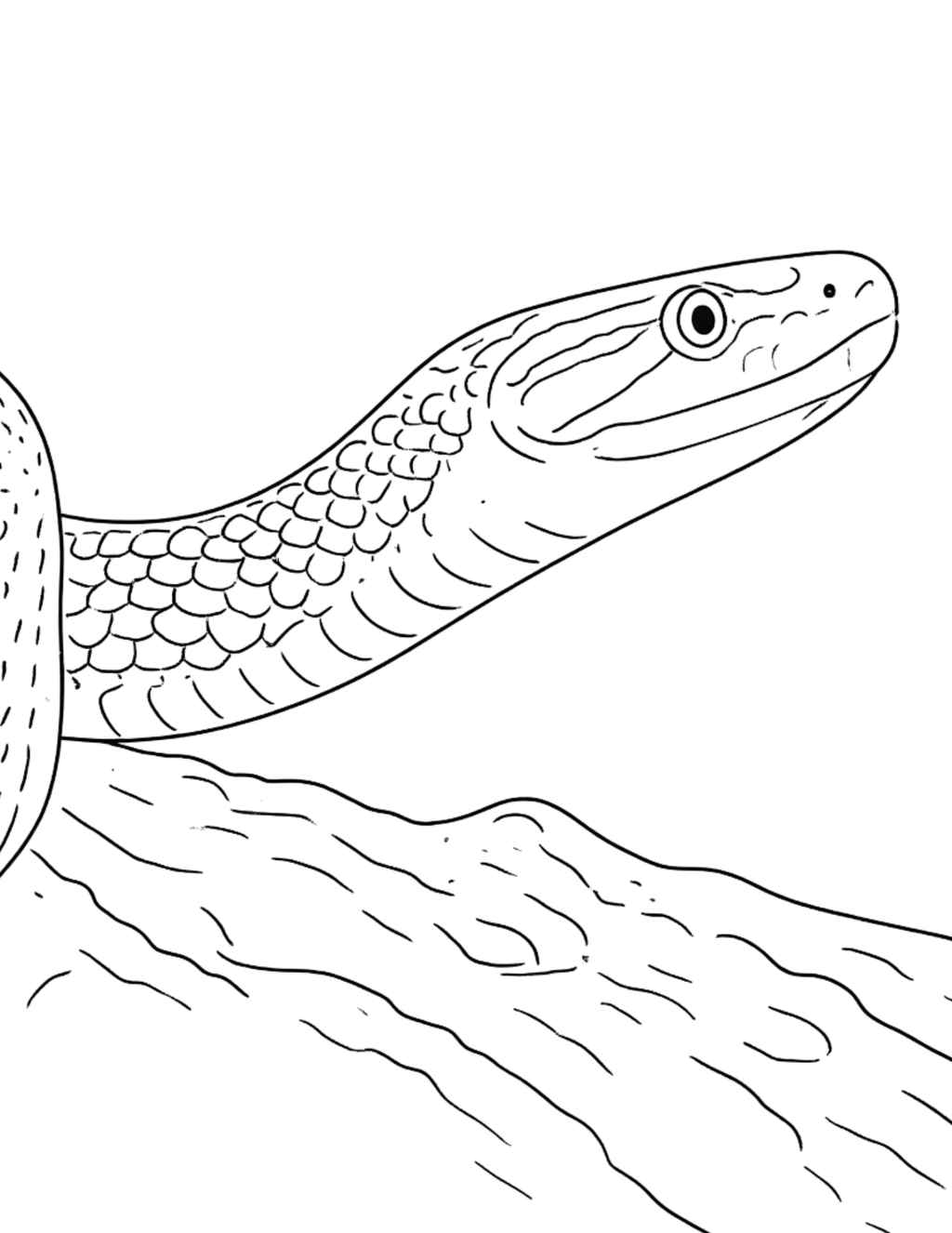 Animal Coloring Pages
