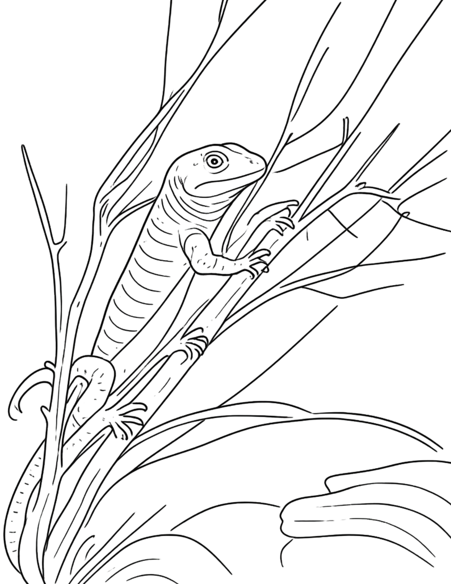 Animal Coloring Pages
