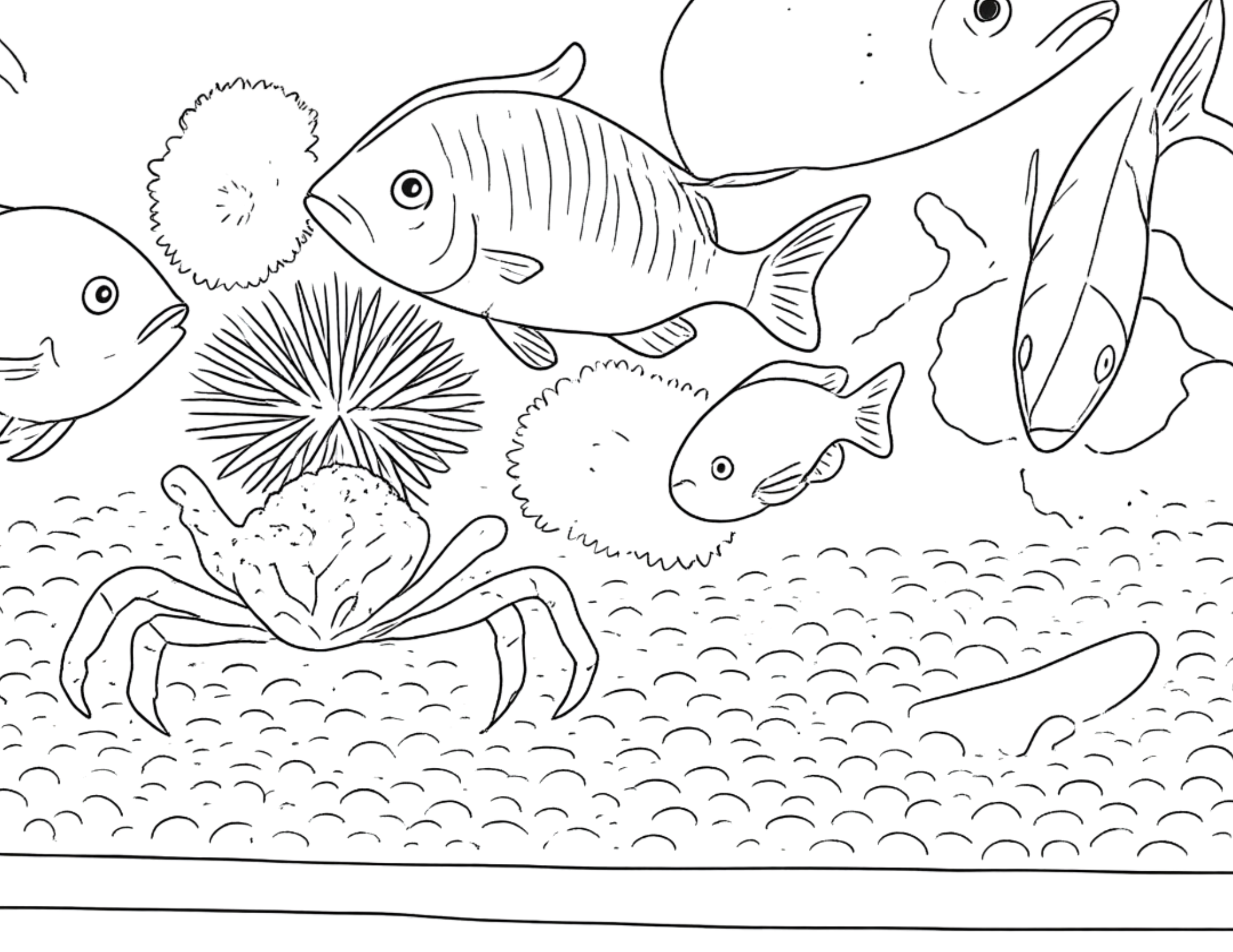 Animal Coloring Pages