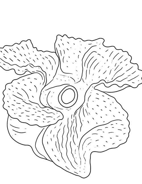 Animal Coloring Pages Volume II