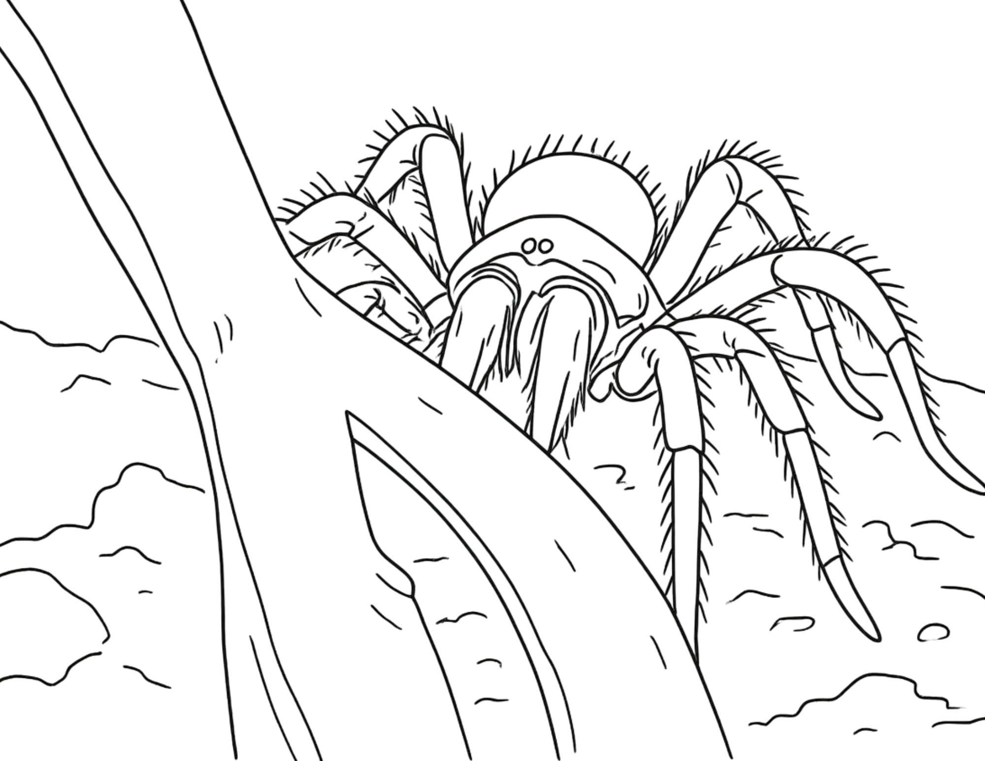 Animal Coloring Pages