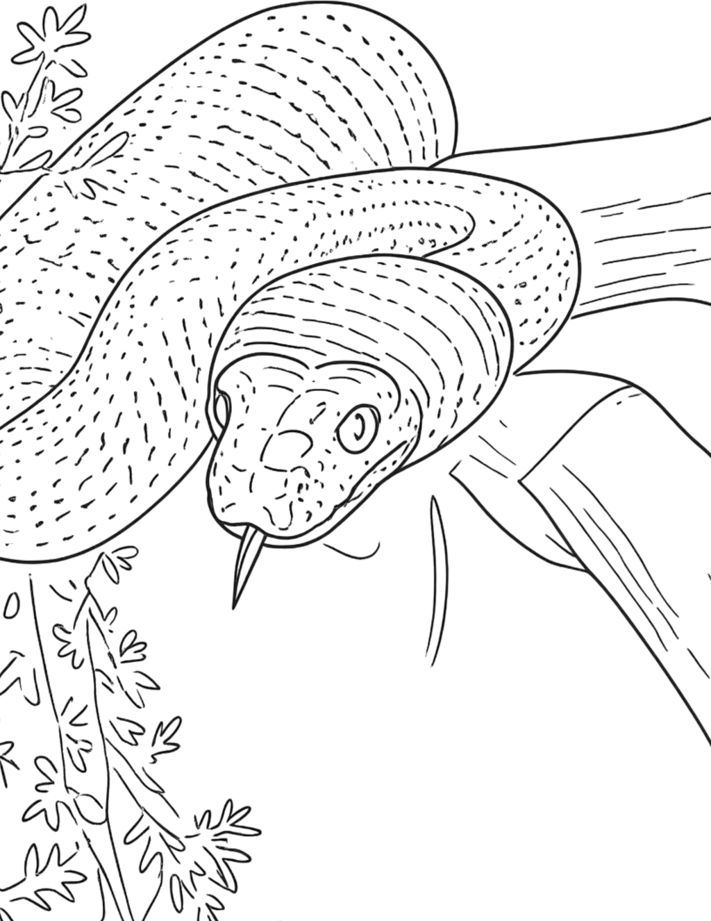 Animal Coloring Pages